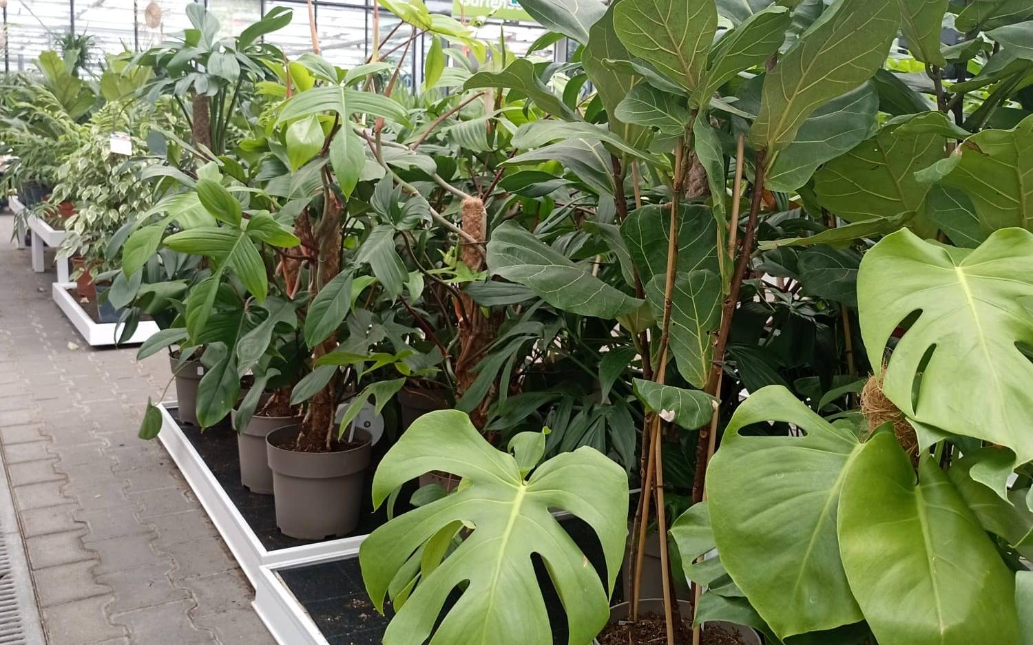 Rettung für Gartencenter Augsburg in Iserlohn