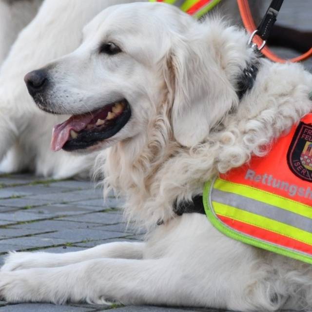 : Die Spezialhunde der Sondereinheit Rettungshunde/Ortungstechnik der Feuerwehr Iserlohn sind auch im oberen Burghof zu Besuch. 