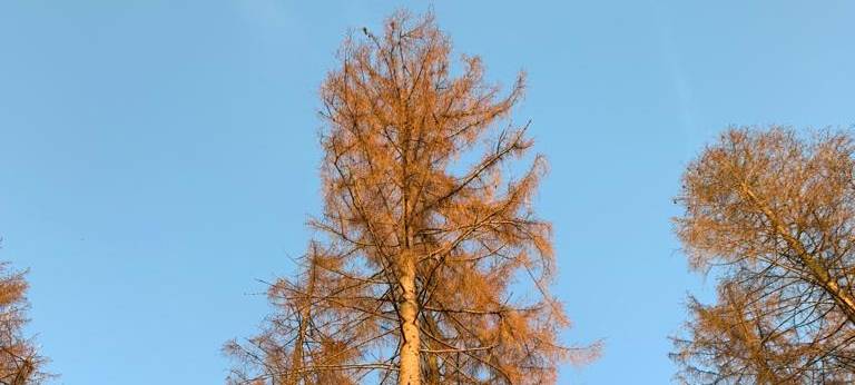 MK: Gefahren bei Waldspaziergängen wegen Klimawandel