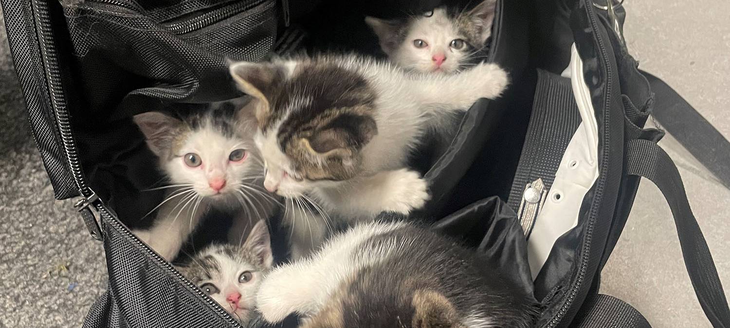 Die gute Nachricht des Tages - Rückblick Juli