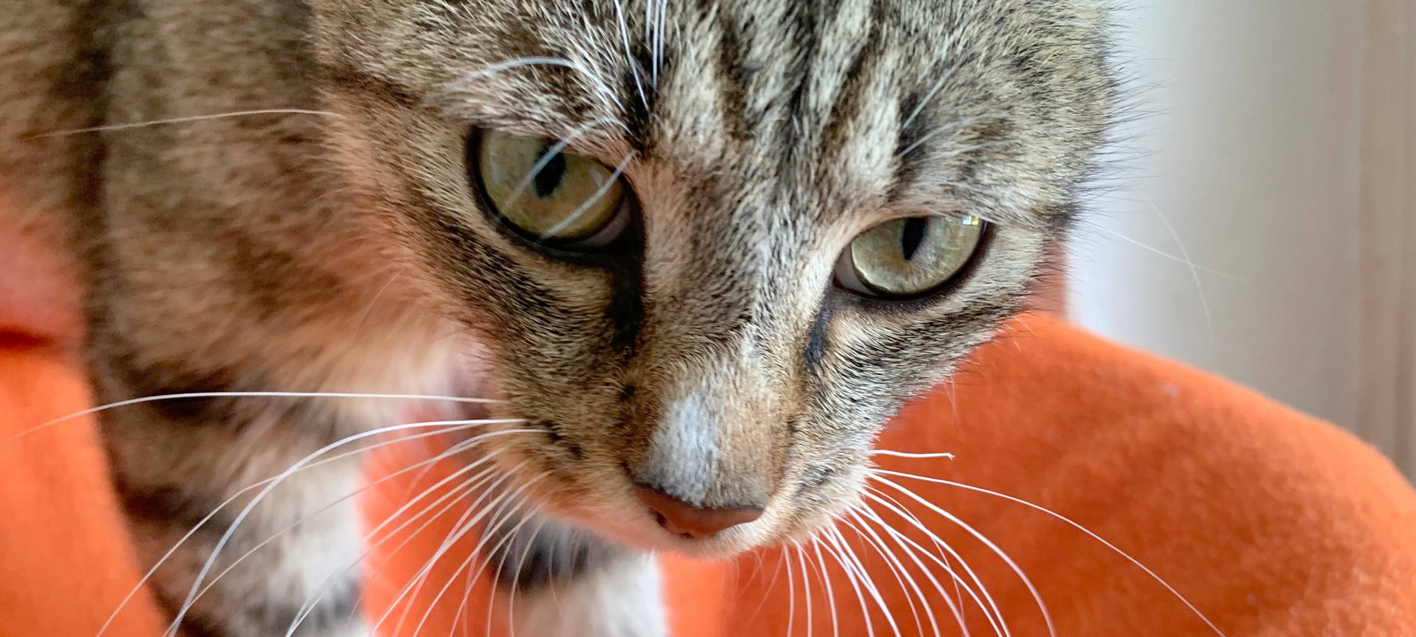 Kätzchen erobern Tierheim Dornbusch