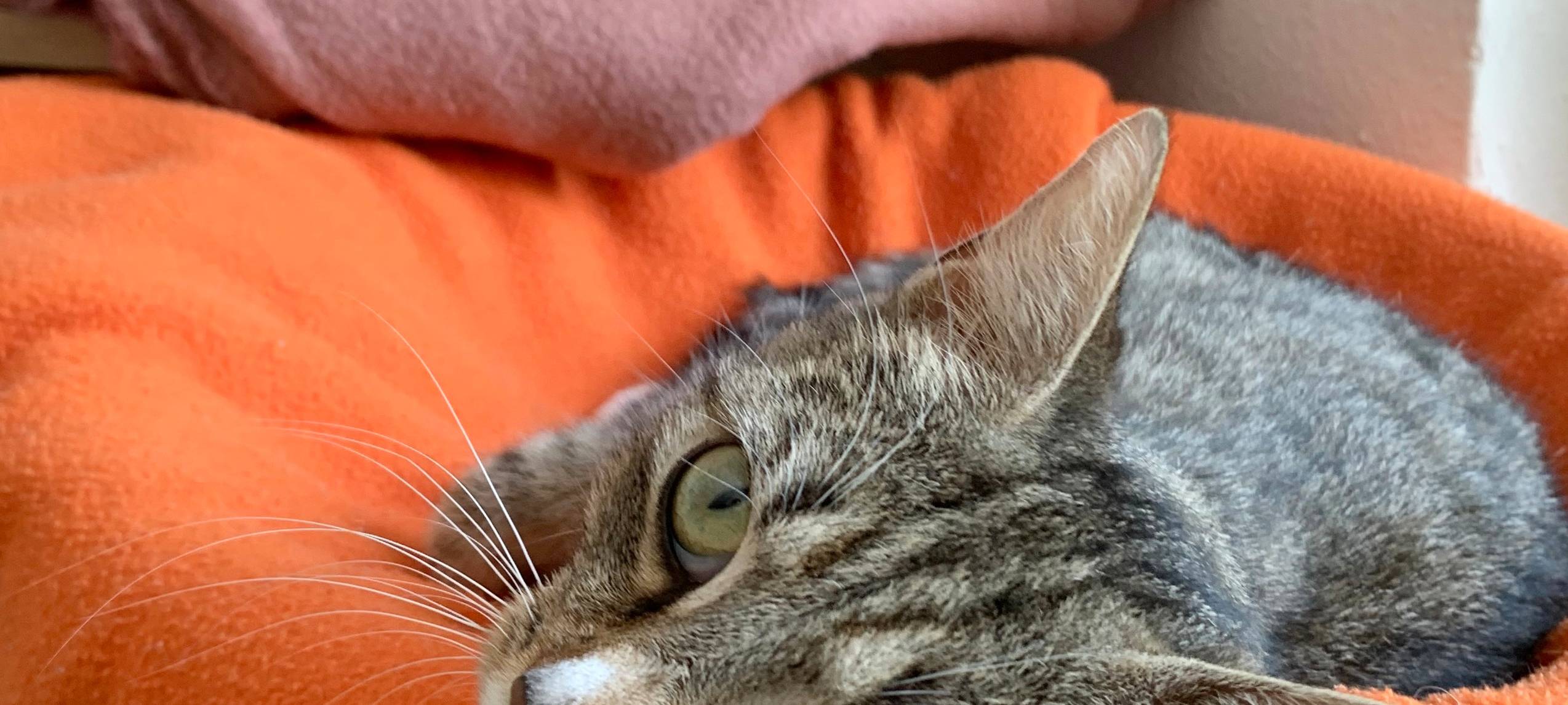 Kätzchen erobern Tierheim Dornbusch