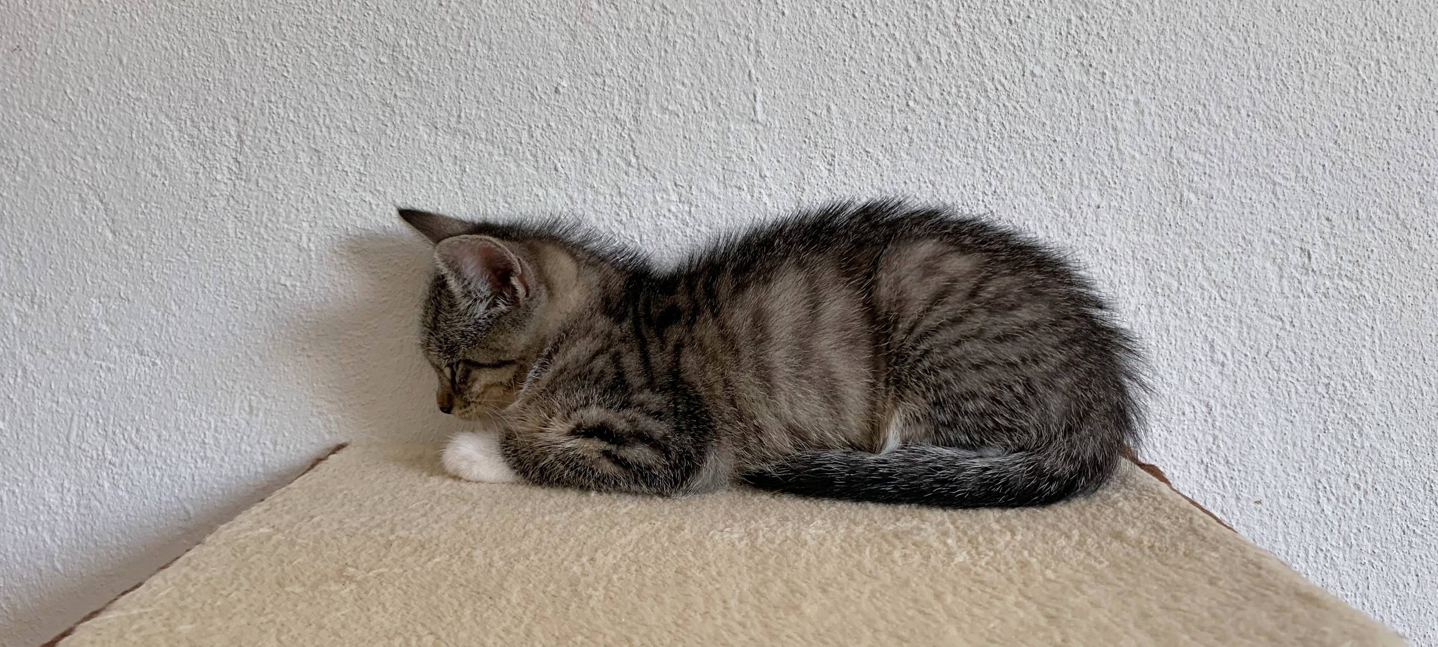 Kätzchen erobern Tierheim Dornbusch