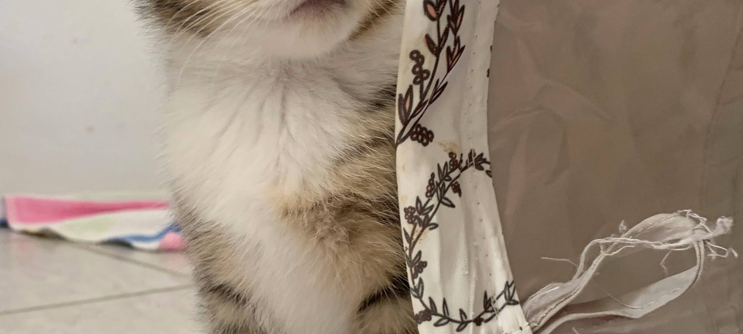 Kätzchen erobern Tierheim Dornbusch