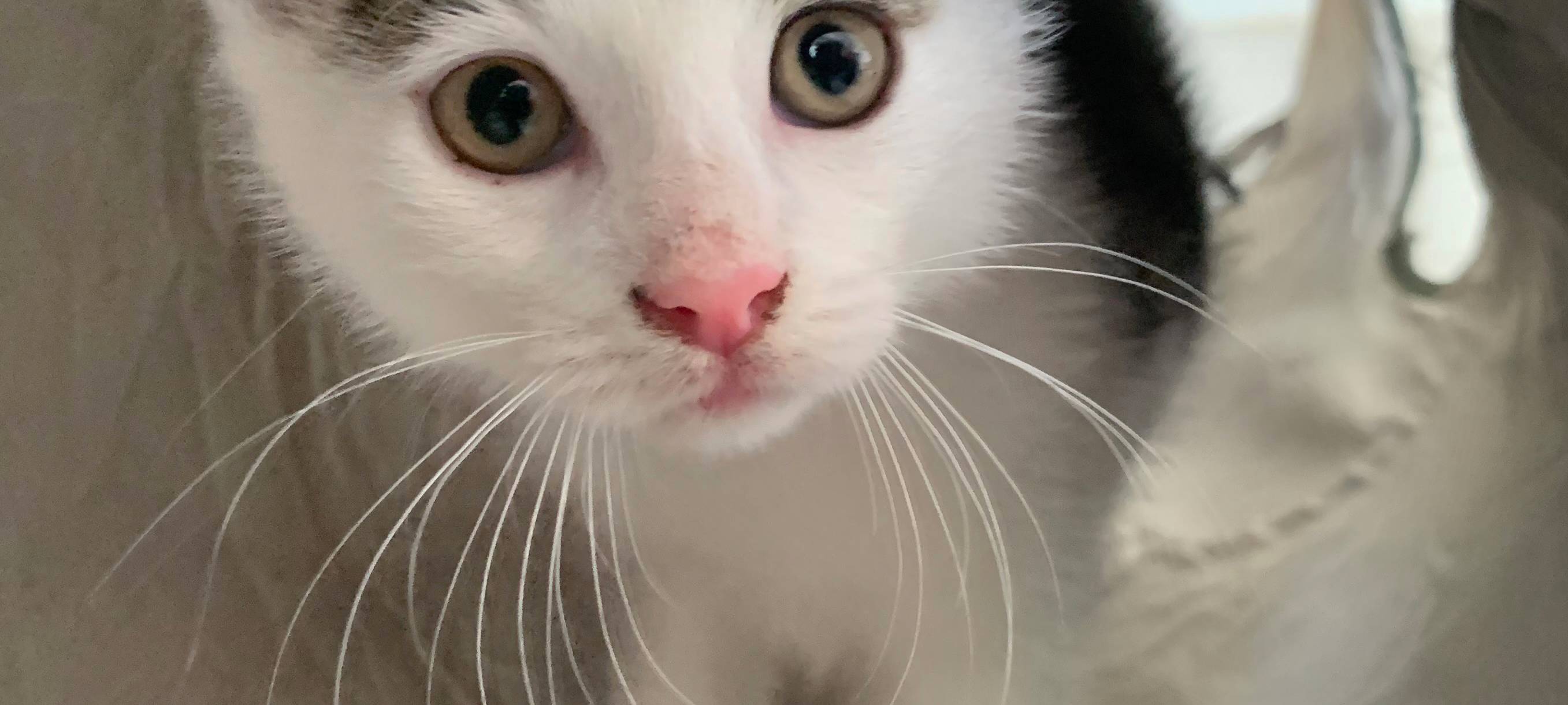 Kätzchen erobern Tierheim Dornbusch