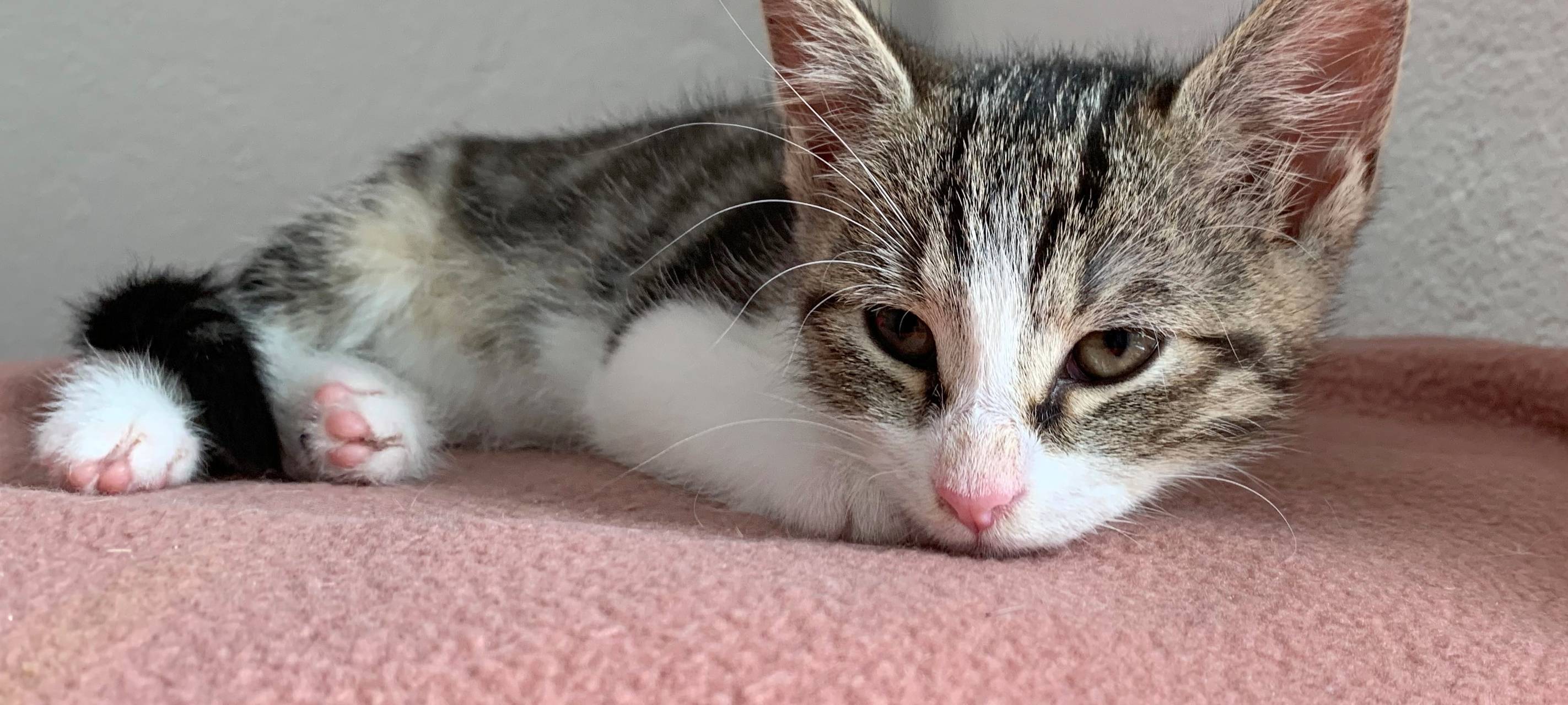 Kätzchen erobern Tierheim Dornbusch