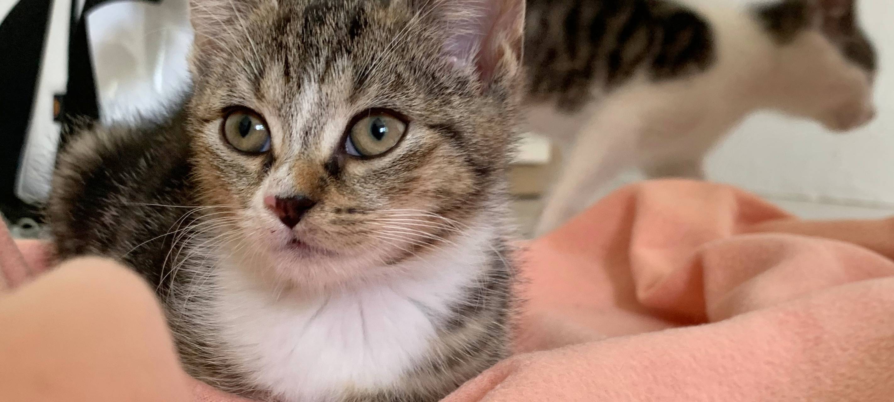Kätzchen erobern Tierheim Dornbusch