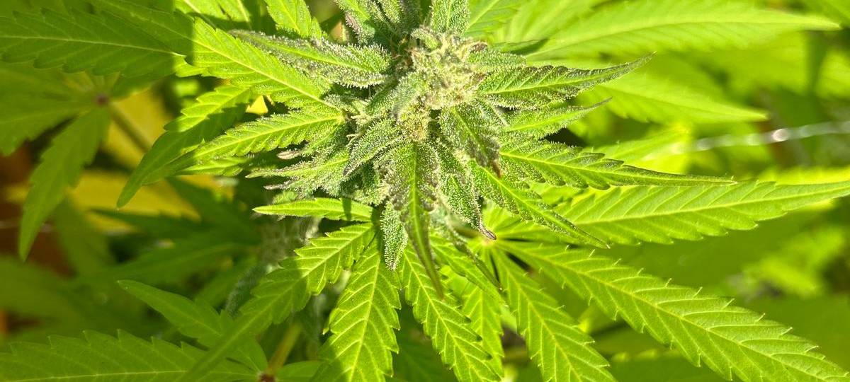 Seit dem 01. April 2024 ist der Anbau mit bis zu 3 Pflanzen pro Person auch zu Hause gestattet.