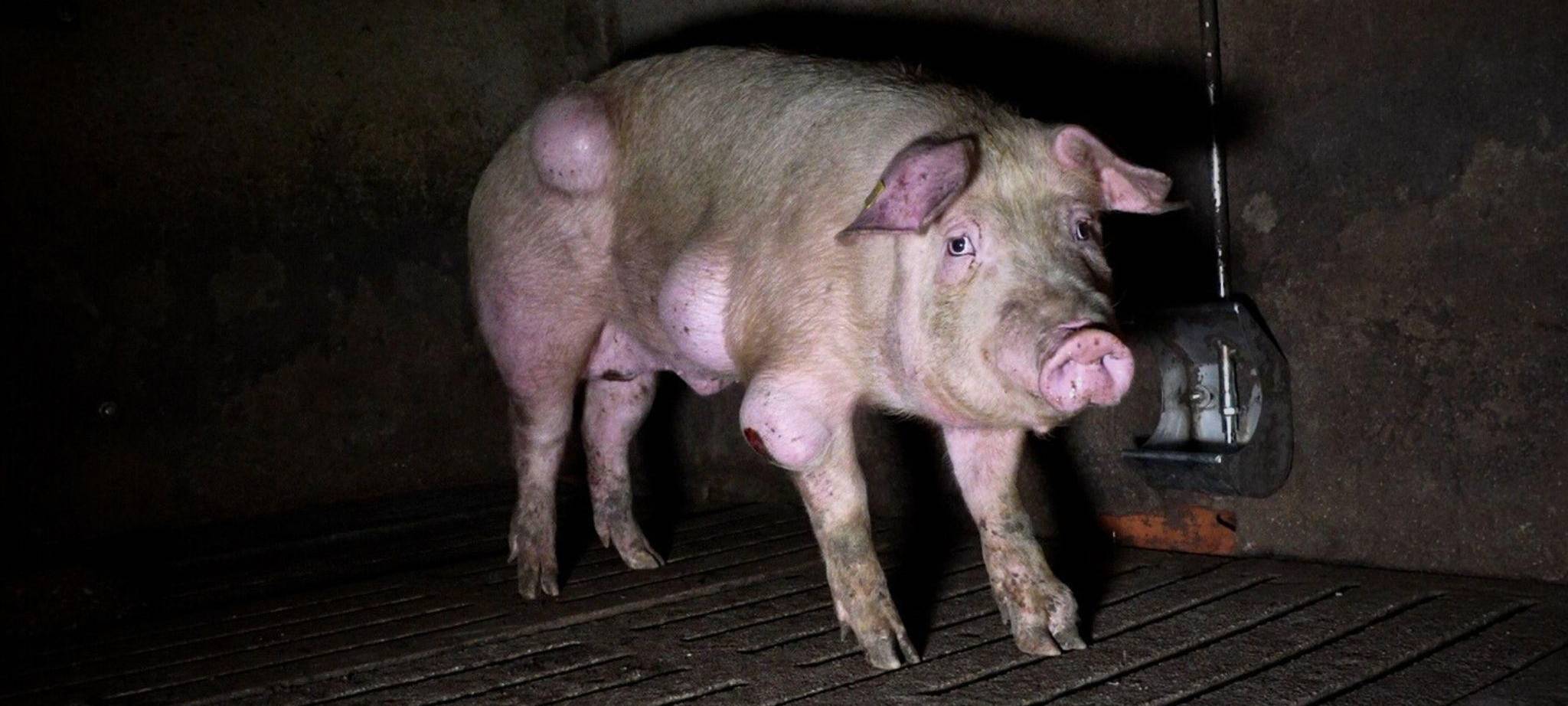 Grausige Zustände in einem spanischen Schweinemastbetrieb