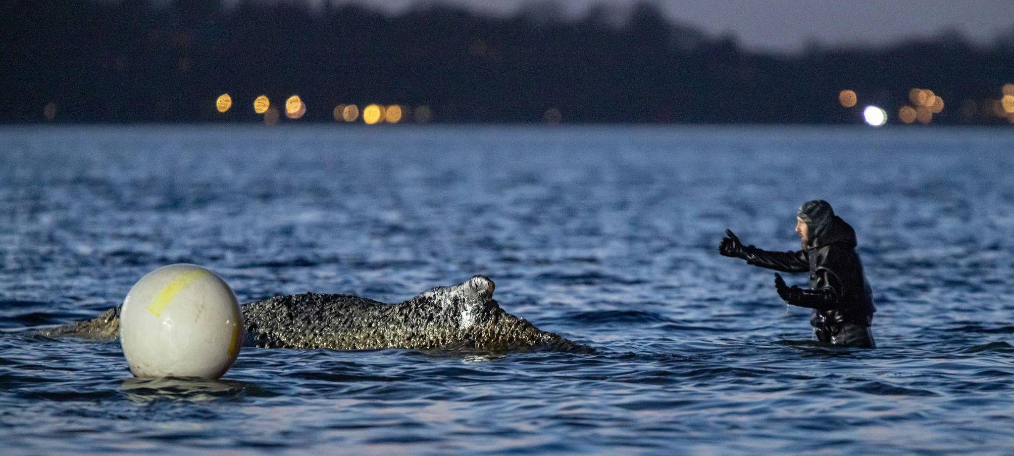 Wal an der Ostseeküste gestrandet