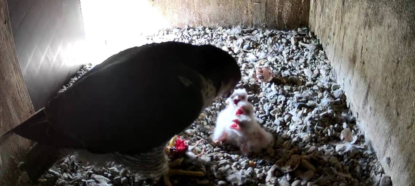 Sieben Wanderfalken-Küken im Märkischen Kreis geschlüpft