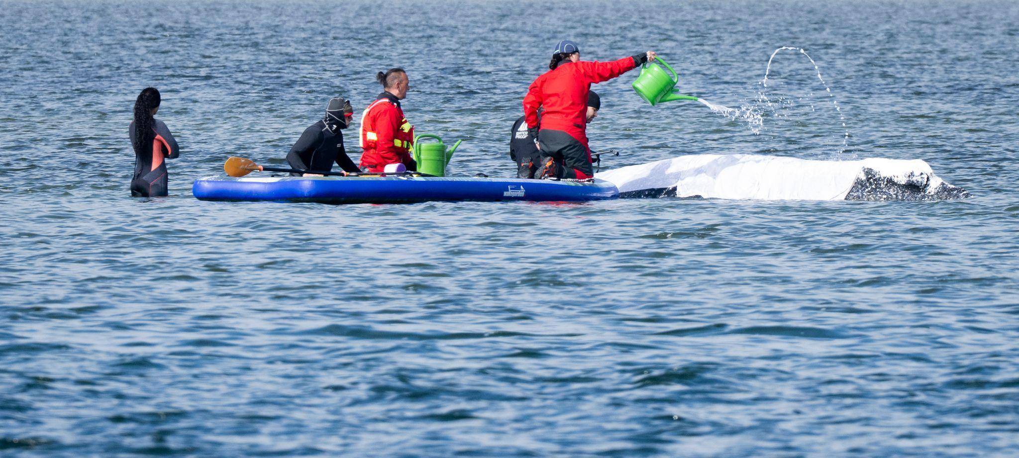 Weitere Entwicklung zum Buckelwal in der Ostsee