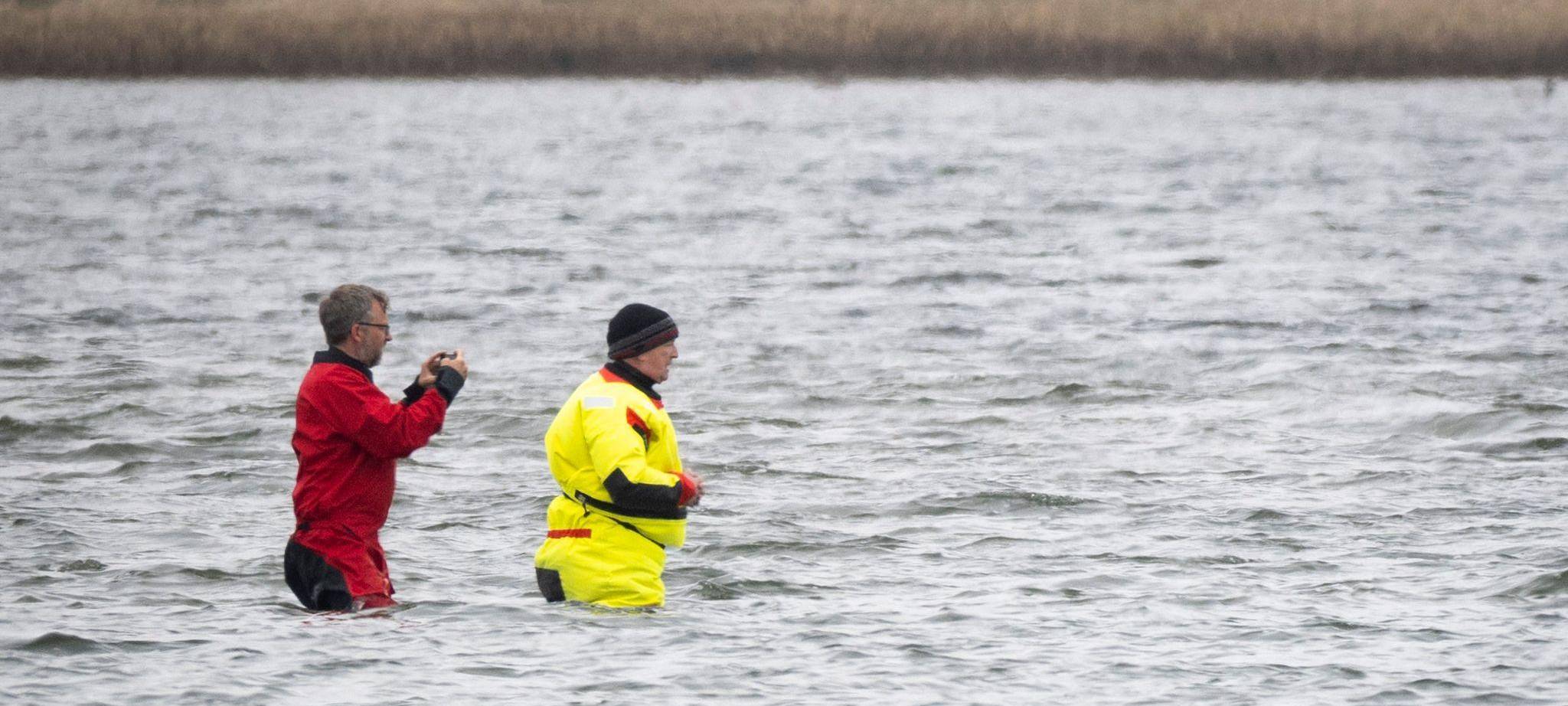 Weitere Entwicklung zum Buckelwal in der Ostsee