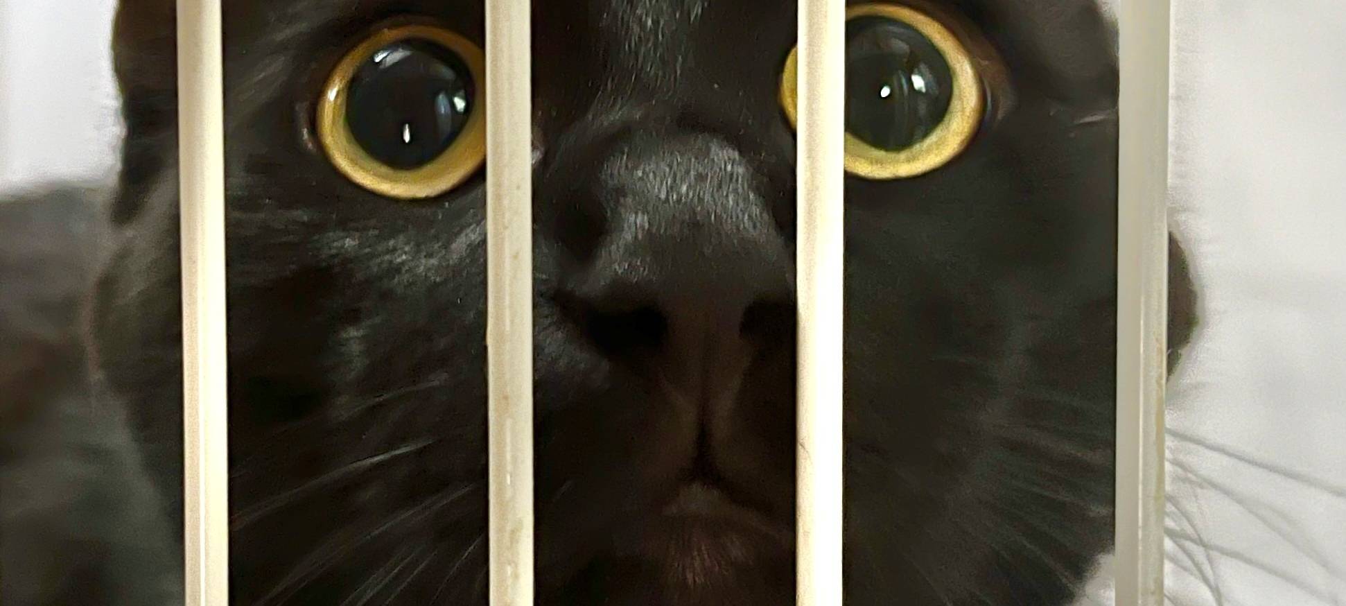 Tierheim Dornbusch sucht dringend Katzenfreunde